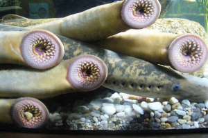 Midhoga more - predator parasite Midhoga more - predator parasite