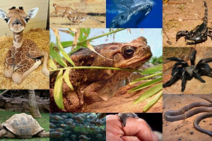 Svijet životinja u brojevima: od 0 do 10