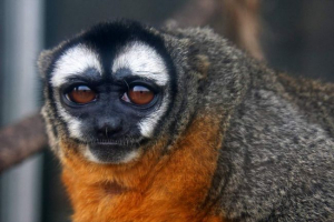 Mirikins - aktivni noćni primati Mirikins - aktivni noćni primati