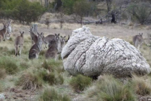 Svjetski rekorder u broju vune bio je ovan iz australije Svjetski rekorder u broju vune bio je ovan iz australije