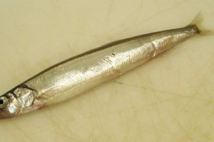 Moja - ribolov riba Moja - ribolov riba