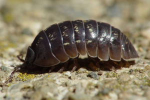 Glazba: kukac ili rak? Glazba: kukac ili rak?