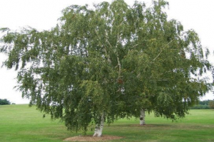 Biljke otporne na smrzavanje Biljke otporne na smrzavanje