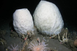 Sea sponge-vulkan: podvodni starac s tisućljetnom poviješću Sea sponge-vulkan: podvodni starac s tisućljetnom poviješću