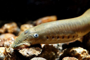 Midhoga (riba) Midhoga (riba)