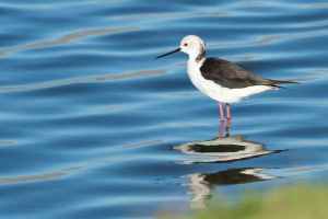 Ptice morske ptice: opis, predstavnici i fotografije Ptice morske ptice: opis, predstavnici i fotografije