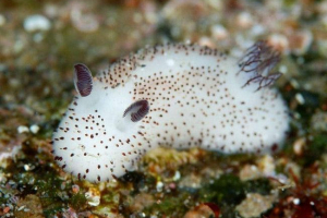 Morsko klizanje slično zečevima Morsko klizanje slično zečevima