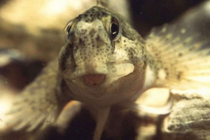 Morski psi - kućni ljubimci u akvarijima Morski psi - kućni ljubimci u akvarijima