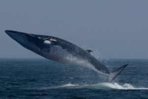 Filval (northern filwal, seld kit) Filval (northern filwal, seld kit)