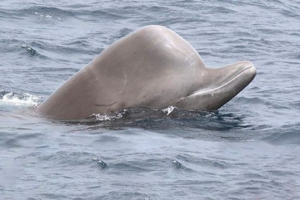 Boca s visokim noževima