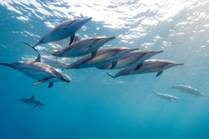 Delfini - pogledi i opis Delfini - pogledi i opis
