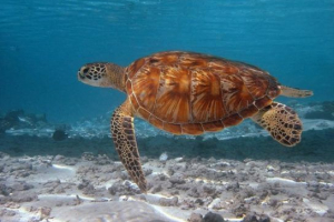 Problemi s opstankom morskih kornjača Problemi s opstankom morskih kornjača