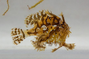 Nautički klaun (sargasso) Nautički klaun (sargasso)