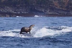 Morska mačka kotrljala se na humpback kite: foto, osvojila je internet Morska mačka kotrljala se na humpback kite: foto, osvojila je internet