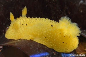 Morska limonova mekušac: opis, značajke i staništa