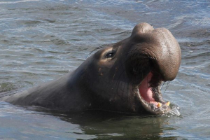 Morski slon - giant sjeverna i južna morna Morski slon - giant sjeverna i južna morna