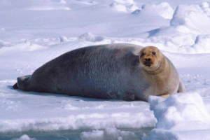 Morski zec (lahtak) Morski zec (lahtak)