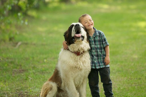 Moskovski stražar - pluses i minusi pasmine Moskovski stražar - pluses i minusi pasmine
