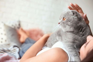 Moskovske sestre mačke škotske pasmine Moskovske sestre mačke škotske pasmine