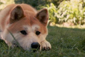 Muscovite za tri mjeseca održana je pasmina pasa akita-inu zaključana na balkonu Muscovite za tri mjeseca održana je pasmina pasa akita-inu zaključana na balkonu
