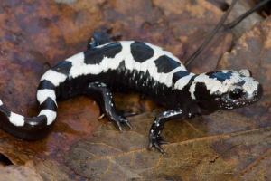 Mramora ambistoma, ona je također salamander pojas