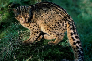 Mramorna mačka: gdje divlja ljepota prebiva? Mramorna mačka: gdje divlja ljepota prebiva?