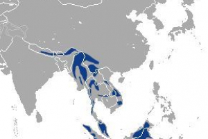 Mramorna mačka Mramorna mačka