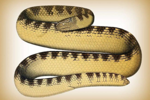 Mramor sea snake: opis, fotografija