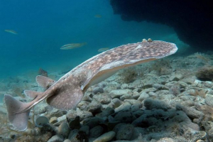 Mramorni električni scat Mramorni električni scat