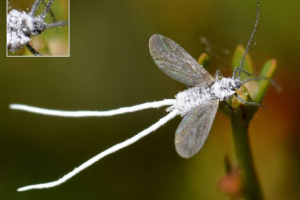 Matematički cherveds: nevolje za unutarnje biljke Matematički cherveds: nevolje za unutarnje biljke