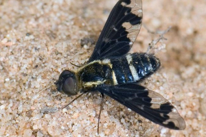 Fly traurnitsa: zagonetke njezina izvanrednog života Fly traurnitsa: zagonetke njezina izvanrednog života