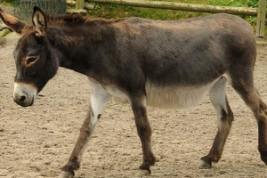 Mou - magarac i mare hibrid Mou - magarac i mare hibrid