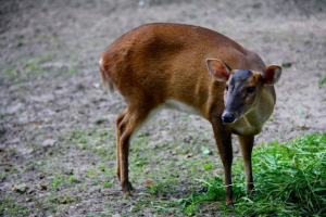 Muntsuka - neki od najstarijih jelena na planeti Muntsuka - neki od najstarijih jelena na planeti