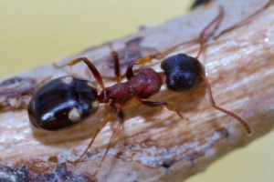 Ant - pogledi i fotografije Ant - pogledi i fotografije