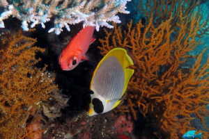 Murdjan: sve o životu vojnika ribe Murdjan: sve o životu vojnika ribe