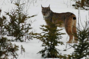 U altai, mjed U altai, mjed