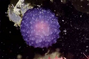 Na dnu pacifika pronašao je tajanstveno stvorenje Na dnu pacifika pronašao je tajanstveno stvorenje