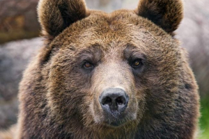 U kurilli se mještani preselili na džip smeđeg medvjeda U kurilli se mještani preselili na džip smeđeg medvjeda