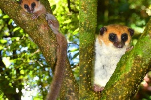 Madagaskar je otkrio novu vrstu lemura Madagaskar je otkrio novu vrstu lemura