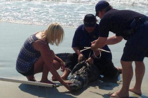 Na plaži u južnoj karolini, aligator je uplašio odmor