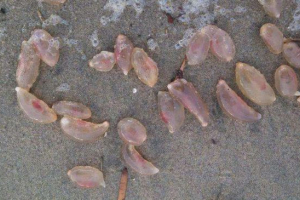 Tisuće tajanstvenih stvorenja izašlo je na plaže kalifornije. Fotografija. Tisuće tajanstvenih stvorenja izašlo je na plaže kalifornije. Fotografija.