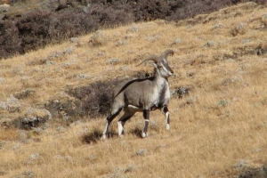 Nashur je nadimak plavi ovan
