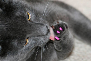 Nadzemni nokti za mačke - savjete i preporuke