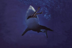 Napadi morski psi na ljude Napadi morski psi na ljude