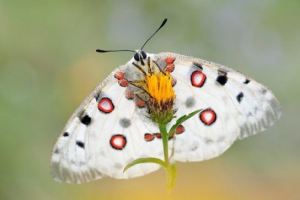 Apollo leptir Apollo leptir