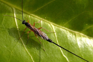 Vozači kukaca. Njihova briga za potomstvo Vozači kukaca. Njihova briga za potomstvo