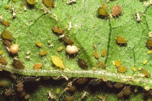 Pests insekata - fotografije i naslovi Pests insekata - fotografije i naslovi