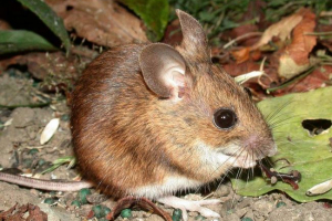 Invazija šumskih miševa u papui novoj gvineji