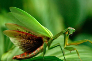 Znanstvena važnost bogomola
