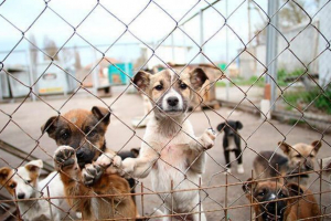 Imena i kontakti skloništa za beskućnike u st. Petersburgu Imena i kontakti skloništa za beskućnike u st. Petersburgu